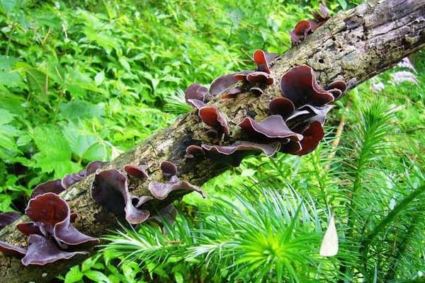 哪里產的黑木耳最好 如何選購黑木耳