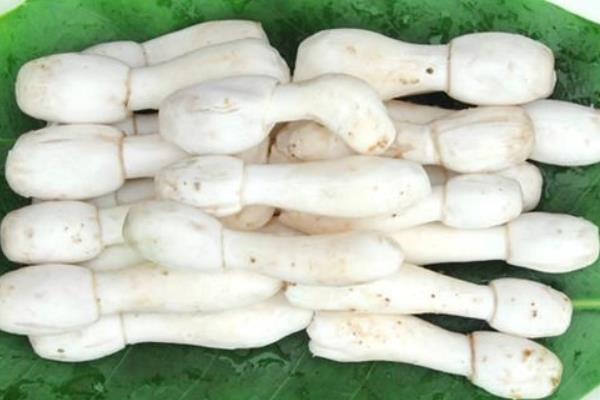 雞腿菇的做法大全 雞腿菇怎么做好吃