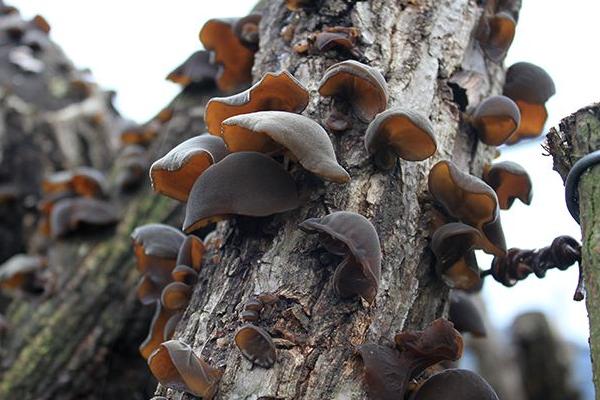 黑木耳怎么種 黑木耳科學種植技術