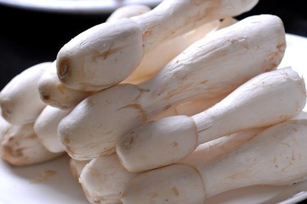 雞腿菇圖片大全  雞腿菇是什么