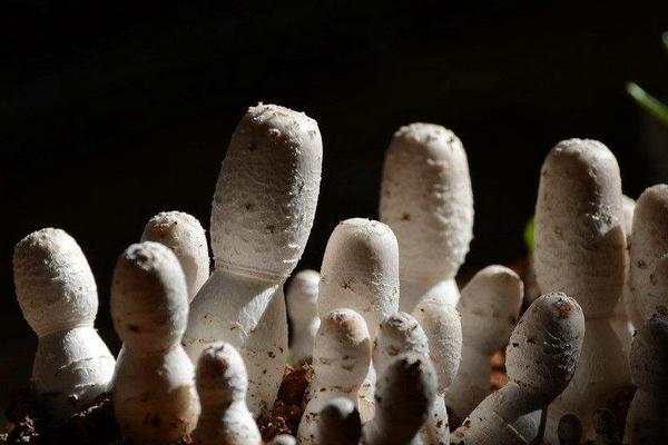 雞腿菇不能和什么一起吃 雞腿菇介紹