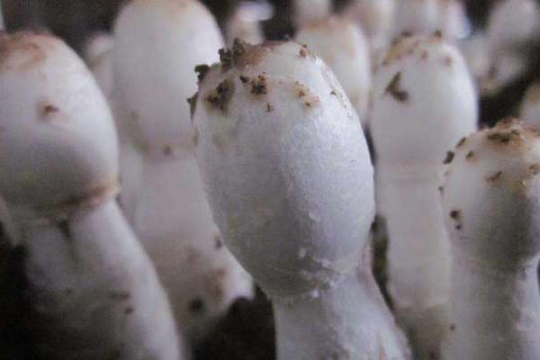 杏鮑菇是雞腿菇嗎 雞腿菇和杏鮑菇的區別是什么