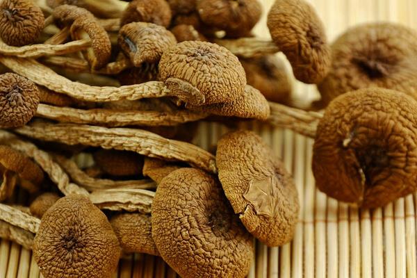 茶樹菇市場價格多少錢一斤 茶樹菇怎么吃