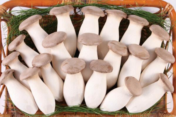 杏鮑菇圖片大全 杏鮑菇怎么做