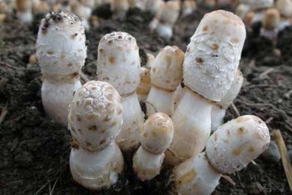 雞腿菇種植技術 雞腿菇生長周期