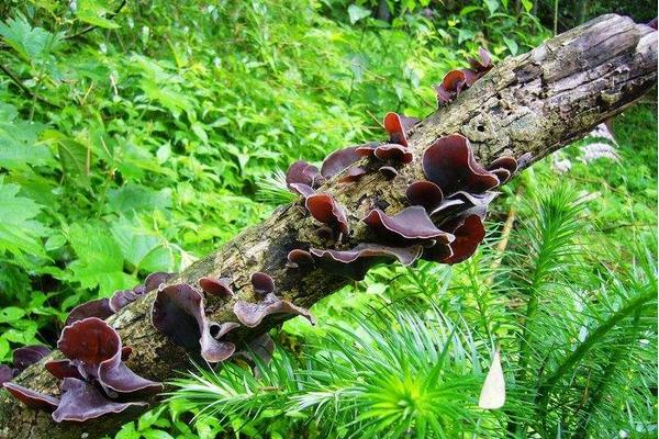 秋木耳和黑木耳的區別是什么 秋木耳的營養價值