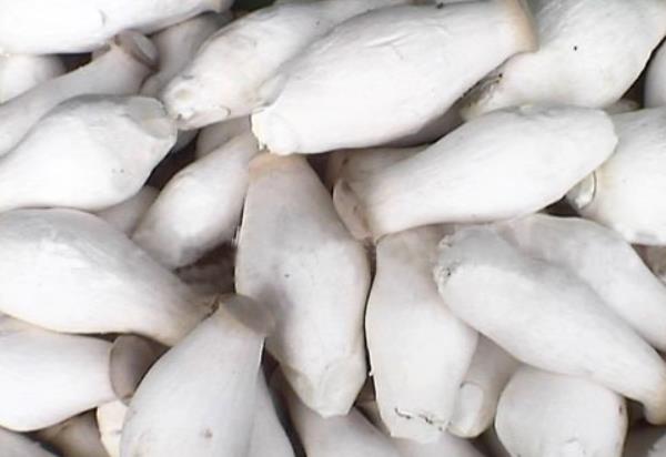 素?zé)吁U菇的做法 清炒杏鮑菇怎么做好吃