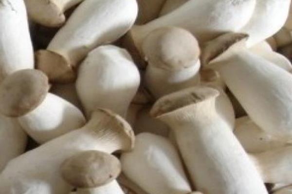 素?zé)吁U菇的做法 清炒杏鮑菇怎么做好吃