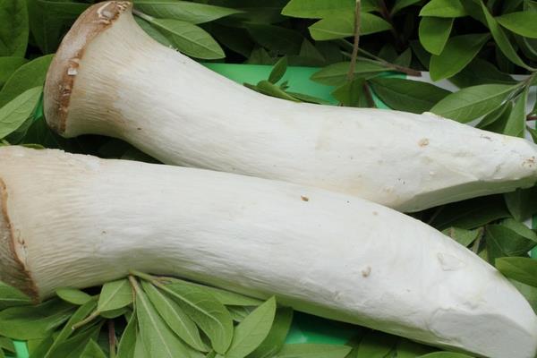 素?zé)吁U菇的做法 清炒杏鮑菇怎么做好吃