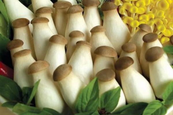 素?zé)吁U菇的做法 清炒杏鮑菇怎么做好吃