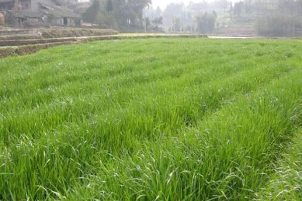 牧草種植技術 牧草怎么種產量高