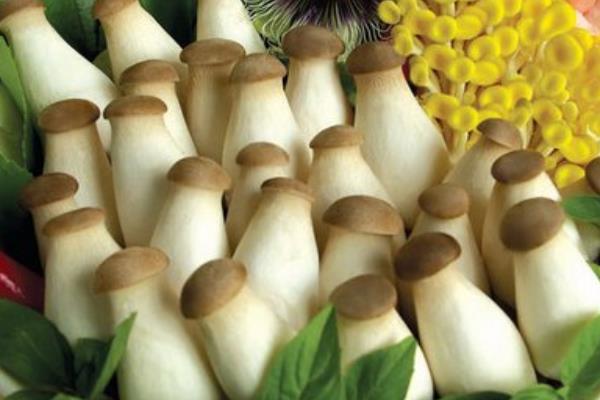 干煸杏鮑菇絲的做法 手撕杏鮑菇怎么做好吃