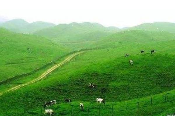 牧草種植技術(shù) 牧草怎么種產(chǎn)量高