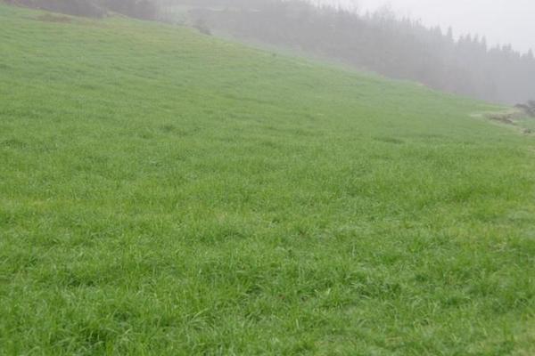 牧草種植技術(shù) 牧草怎么種產(chǎn)量高