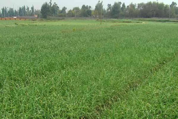 牧草種植技術(shù) 牧草怎么種產(chǎn)量高