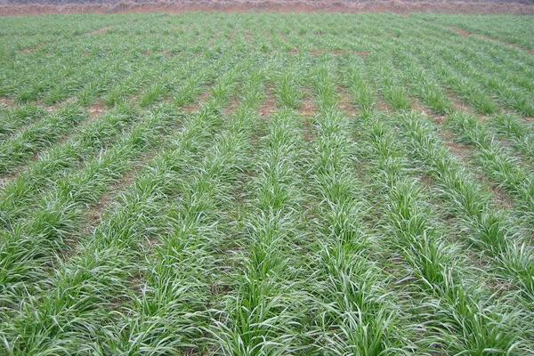 牧草種植技術(shù) 牧草怎么種產(chǎn)量高