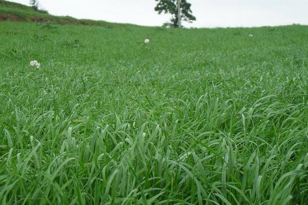 牧草加工技術 牧草青儲技術
