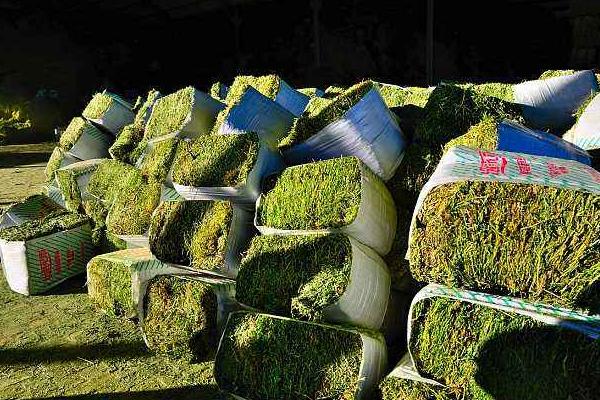 牧草加工技術 牧草青儲技術