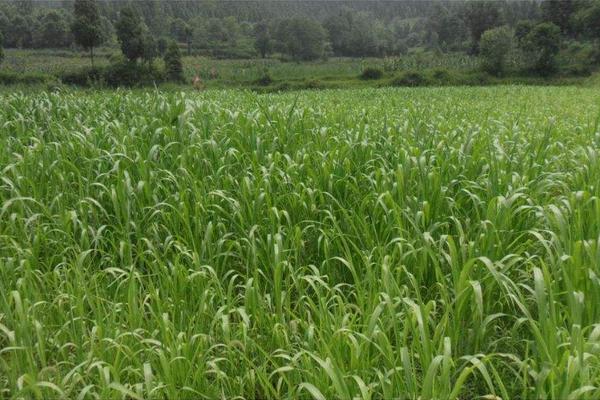 牧草加工技術 牧草青儲技術