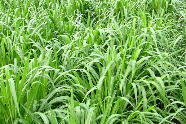 牧草加工技術 牧草青儲技術