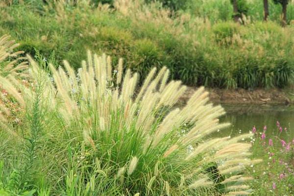 狼尾草種植技術 狼尾草冬天怎么處理