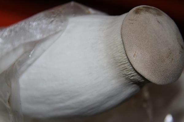 杏鮑菇和什么相克 杏鮑菇不能和什么同食