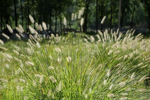狼尾草畝產量多少 狼尾草種植效益與前景分析