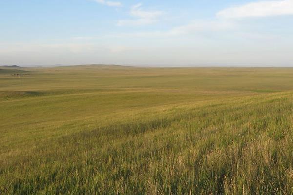 牧草種子市場價格多少錢一斤  牧草的種植方法