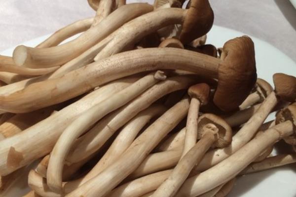 茶樹菇圖片大全  茶樹菇的營養成分