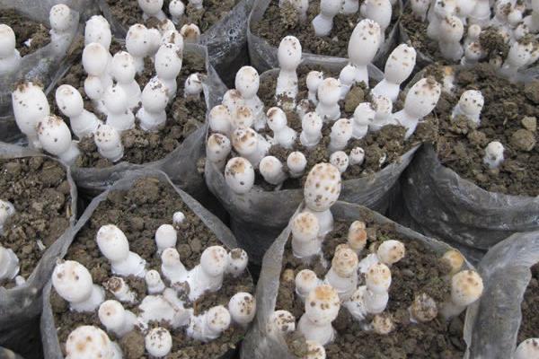 雞腿菇畝產(chǎn)量有多少 雞腿菇種植利潤(rùn)效益