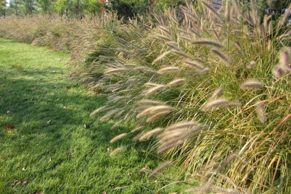 狼尾草圖片大全 狼尾草長什么樣