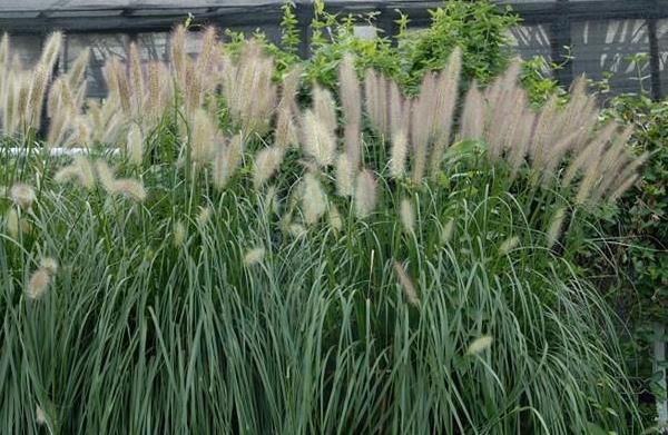 狼尾草圖片大全 狼尾草長(zhǎng)什么樣