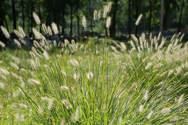 狼尾草圖片大全 狼尾草長(zhǎng)什么樣