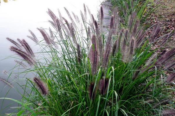 狼尾草圖片大全 狼尾草長(zhǎng)什么樣