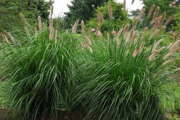 狼尾草圖片大全 狼尾草長(zhǎng)什么樣