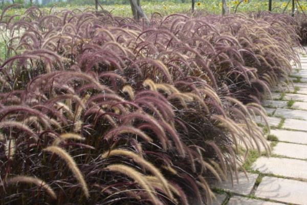 狼尾草圖片大全 狼尾草長(zhǎng)什么樣