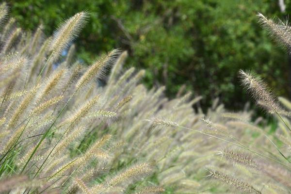 狼尾草圖片大全 狼尾草長(zhǎng)什么樣