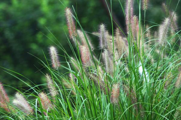 狼尾草圖片大全 狼尾草長(zhǎng)什么樣