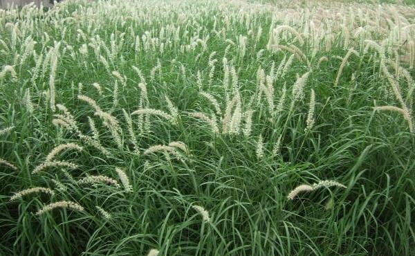 狼尾草圖片大全 狼尾草長(zhǎng)什么樣