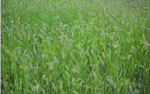 狼尾草圖片大全 狼尾草長(zhǎng)什么樣