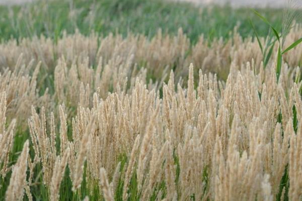 狼尾草圖片大全 狼尾草長(zhǎng)什么樣