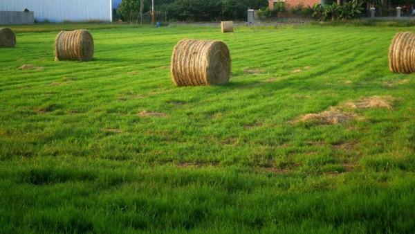 一畝牧草能養多少牛或羊 每頭牛的食物消耗量計算
