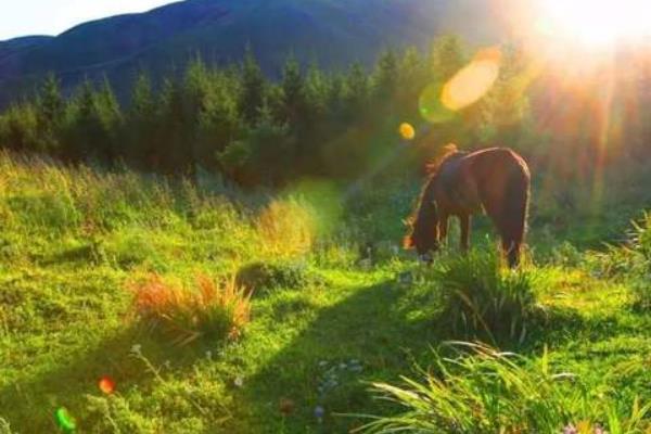 一畝牧草能養多少牛或羊 每頭牛的食物消耗量計算