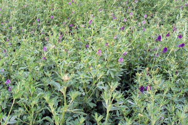 一畝牧草能養多少牛或羊 每頭牛的食物消耗量計算