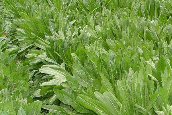 一畝牧草能養多少牛或羊 每頭牛的食物消耗量計算