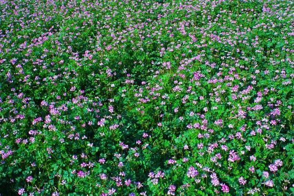 紫云英種子市場價格多少錢一斤 紫云英的種植技術