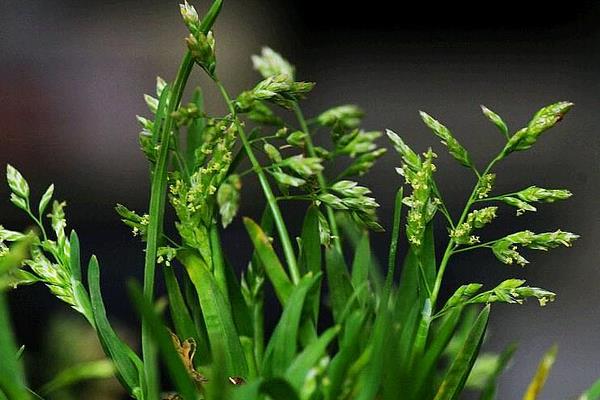 早熟禾市場價格多少錢一噸（平方） 早熟禾的種植技術