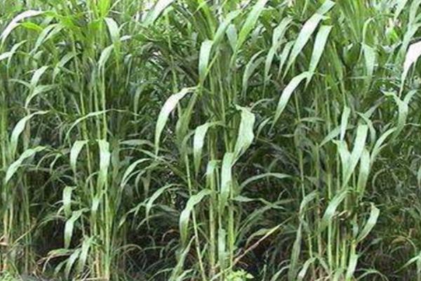 蘇丹草種子市場價格多少錢一斤 蘇丹草的種植技術