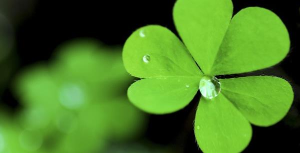 三葉草是什么草 三葉草有哪幾種 三葉草又叫什么