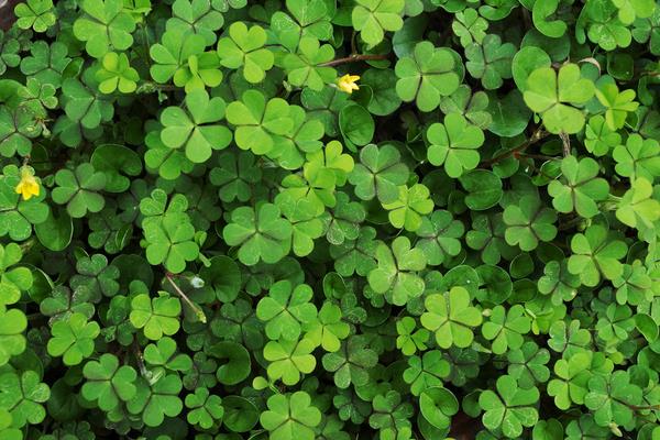 三葉草是牧草么 三葉草畝產(chǎn)量多少